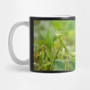 Praying Mantis Mug